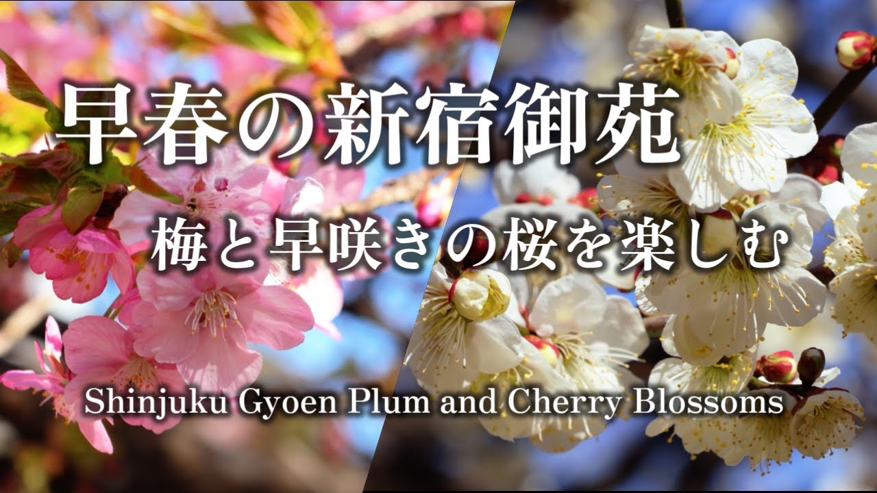 早春の新宿御苑 薩摩寒桜が見頃 梅と早咲きの桜を楽しむ/Plum and cherry blossoms at Shinjuku Gyoen in early spring/4K