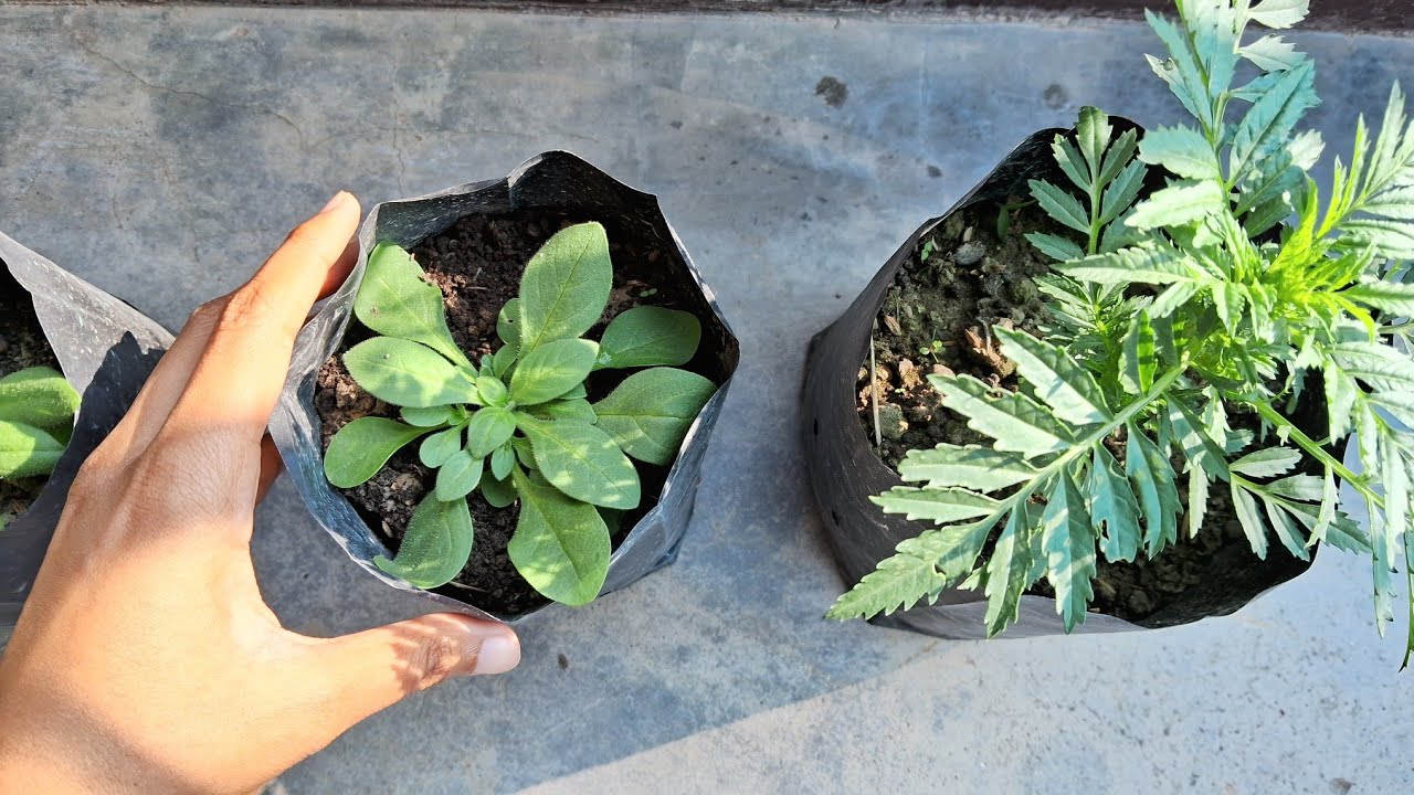 Brought some new plants | early morning view | garden update 