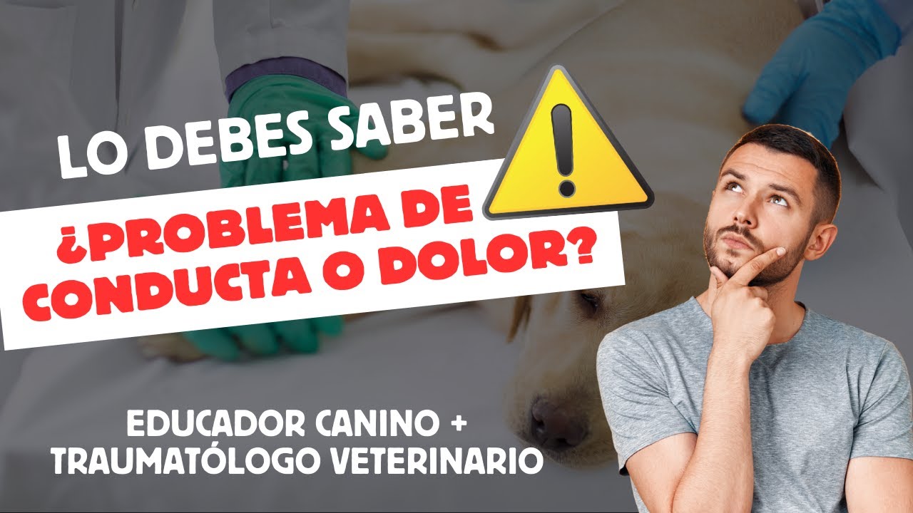 COMPORTAMIENTO canino y DOLOR: La relación que Ignoramos