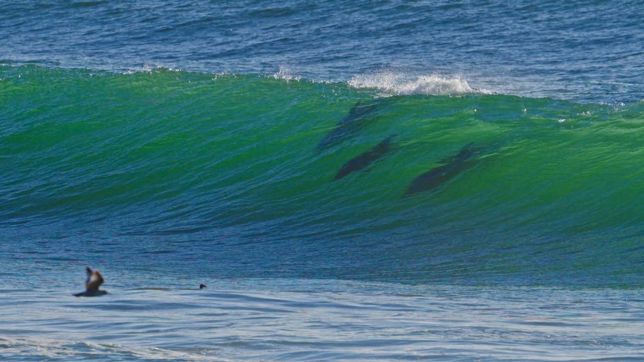 Bottlenose Dolphins Silhouettes in the Waves, Pacifica 3-12-26