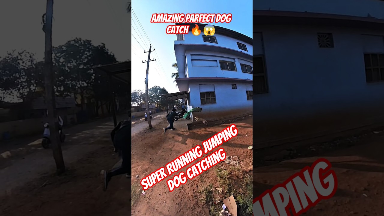 Amazing Dog Catching Main Road #dog #streetdogplanet44 #shorts #ytviral #pets #amazingmemes
