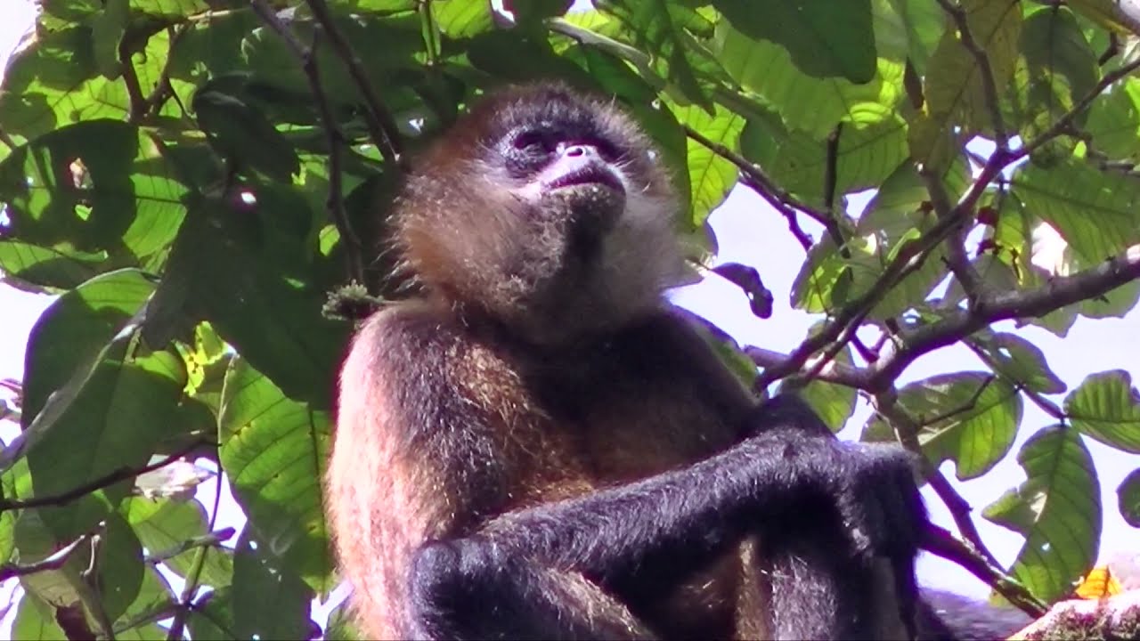 The Central American Spider Monkey is a Fruit Eater