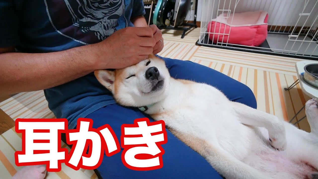 柴犬小春　耳かき＆マッサージでウトウト