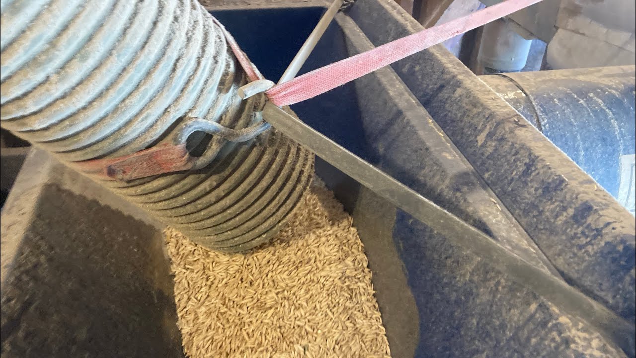 Cleaning seed on the farm, oats