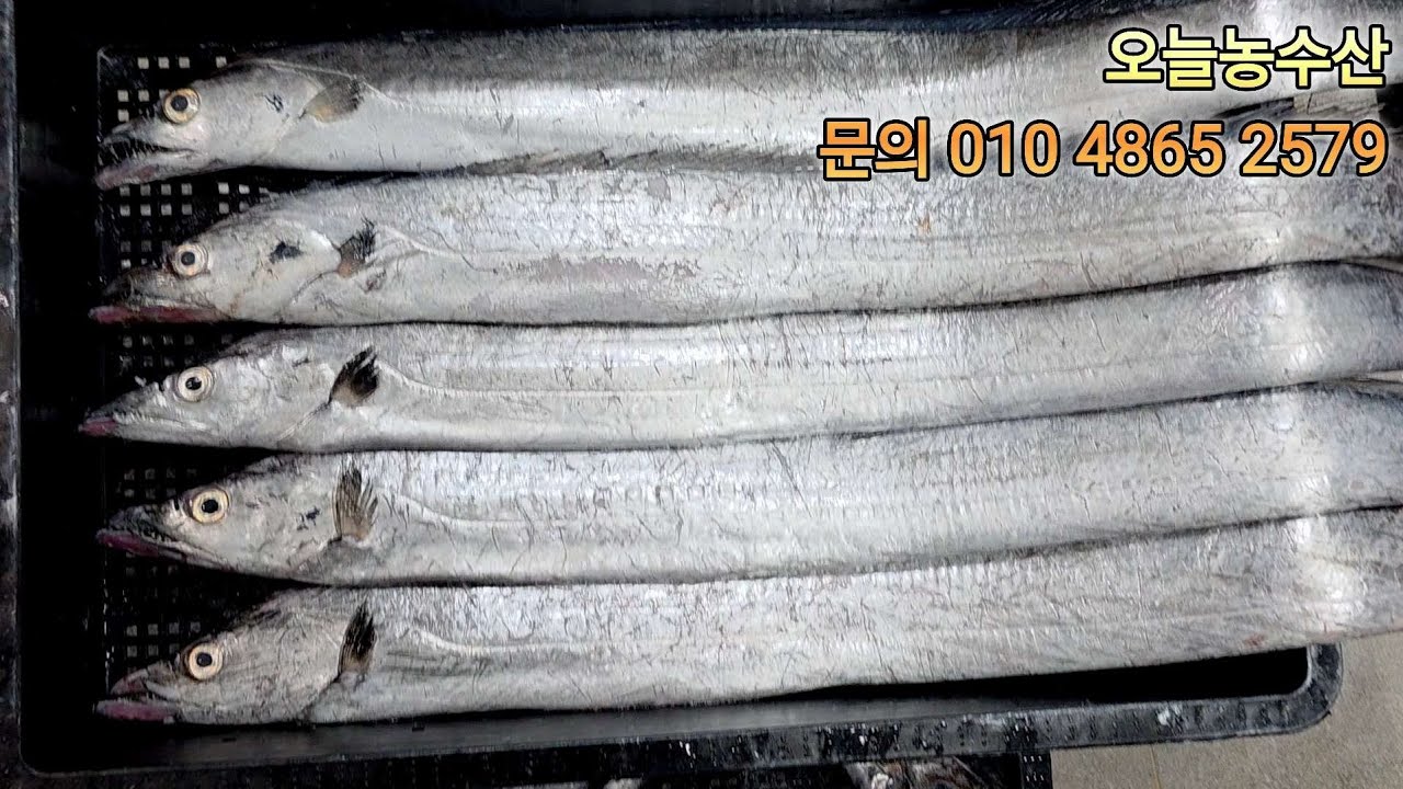 2026년 2월 4일 특대먹갈치 4지갈치 가자미 홍어 #생선 #목포먹갈치 #목포 