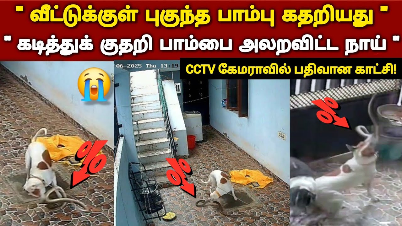 பாம்பை அலற விட்ட நாய் | கடைசி நிமிடத்தில் என்ன நடந்தது தெரியுமா? | CCRV கேமராவில் பதிவான காட்சி 😭
