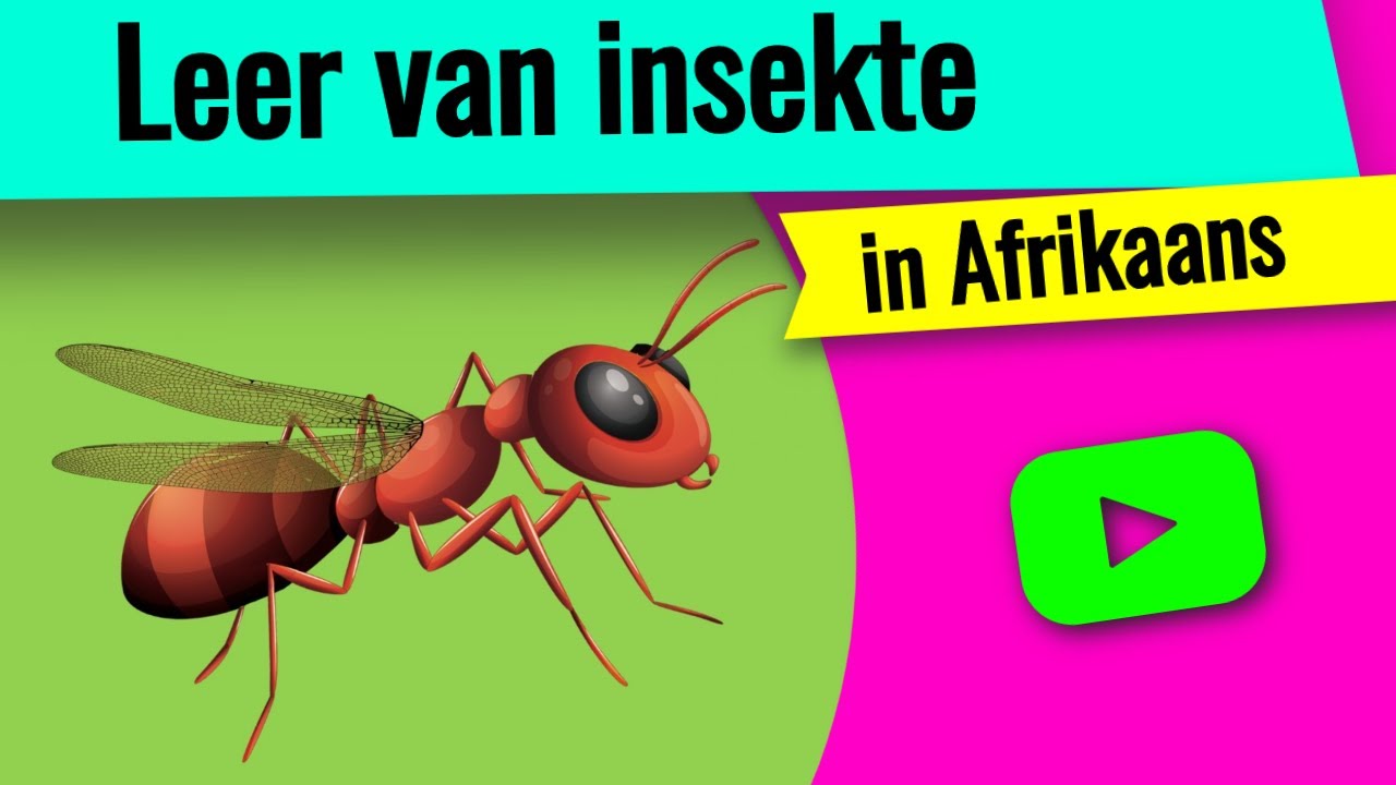 Insekte - Leer insekte in Afrikaans!