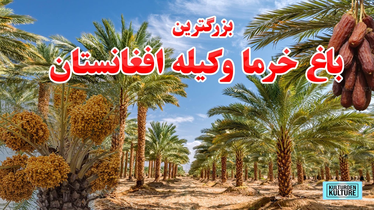 بزرگترین باغ خرما درافغانستان | بزرگترین باغ کیله درجلال آباد، باغ های زیتون | afghanistan olive