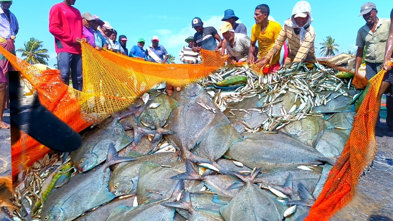 😱😮 ¡Increíble! Impresionante vídeo de pesca con redes de cerco en Asia: ¡nunca has visto nada igual!