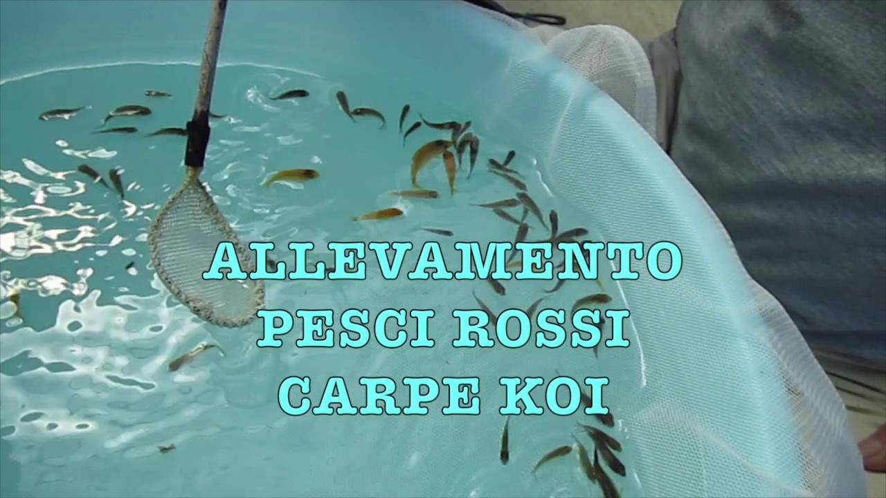 Avannotti Chagoi X Chagoi Ginrin - 1° Selezione