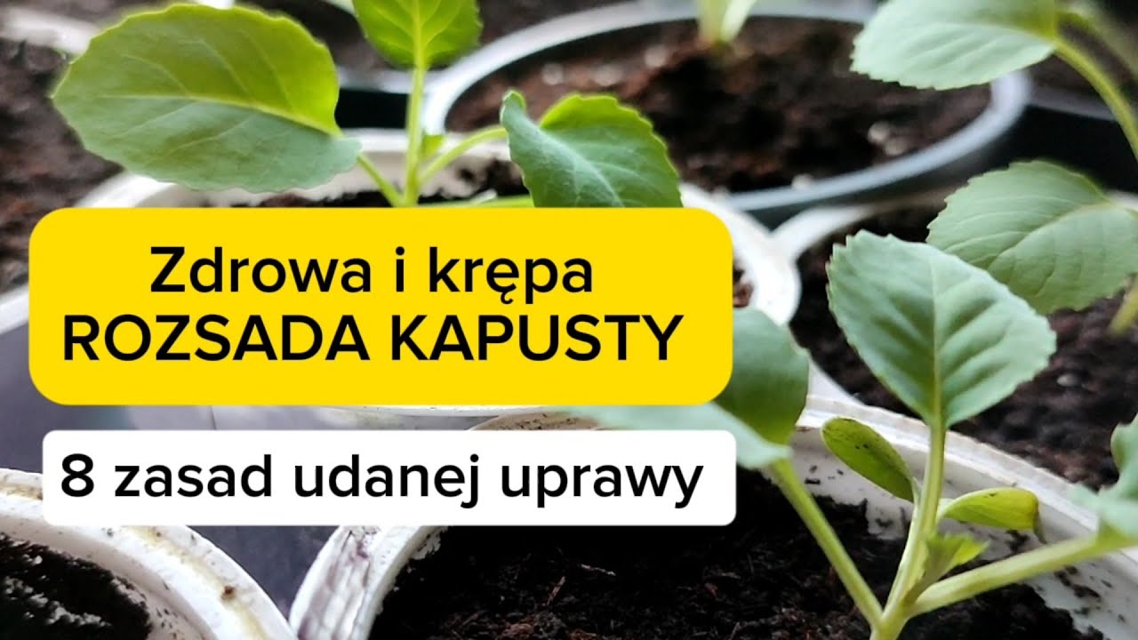 Poznaj 8 zasad na zdrową i krępa rozsadę kapusty. Sekrety udanej uprawy kapusty.