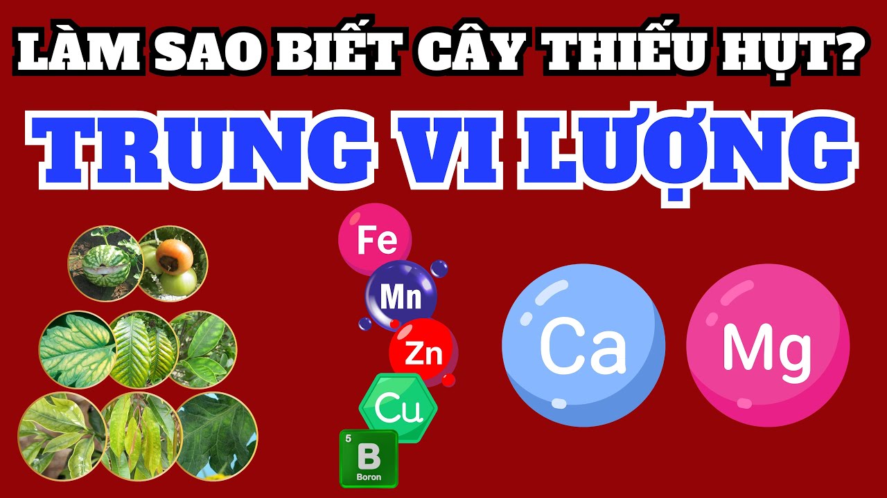 Làm sao biết cây trồng thiếu trung vi lượng? Phân biệt biểu hiện như thế nào?