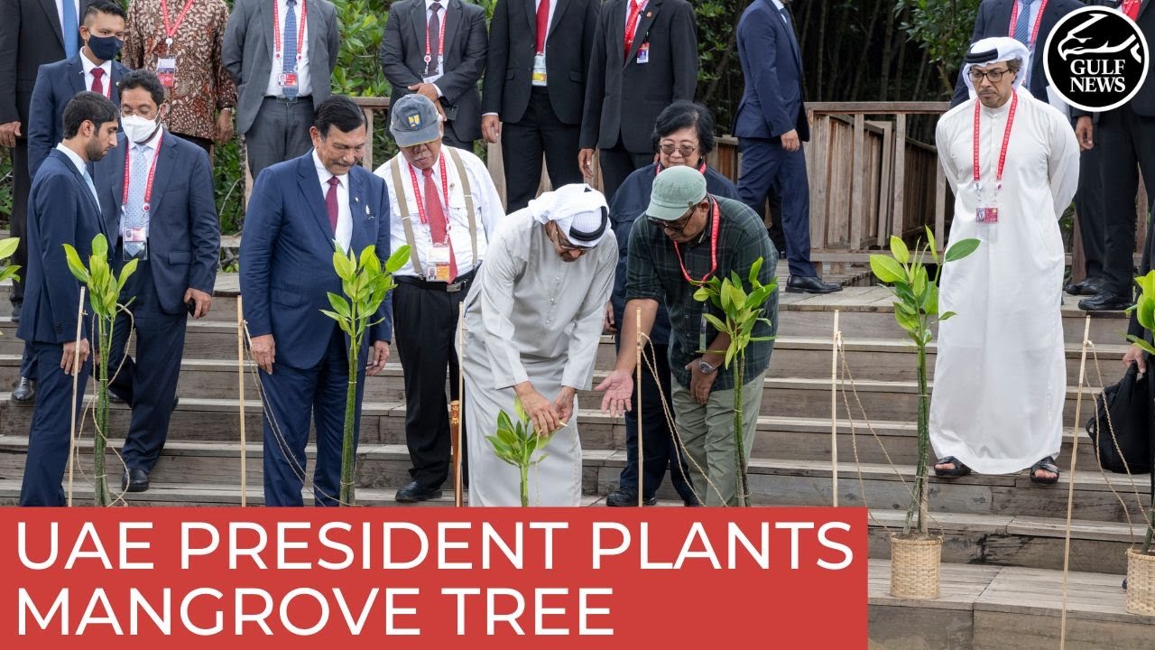 G20 Summit: UAE President takes a break to plant mangrove tree at Ngurah Rai Forest Park in Bali