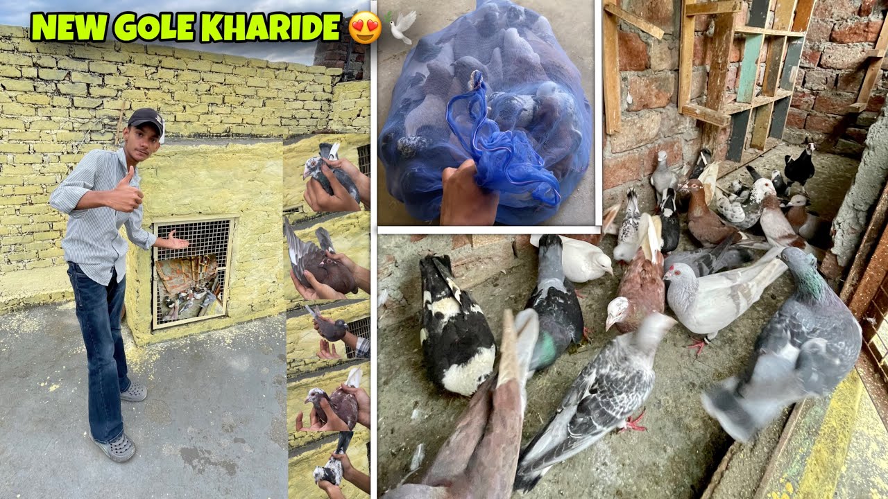 New Gole Kabuter Le Ayy Kharid Kar 😍❣️|| गोले कबूतर ख़रीदे 💥