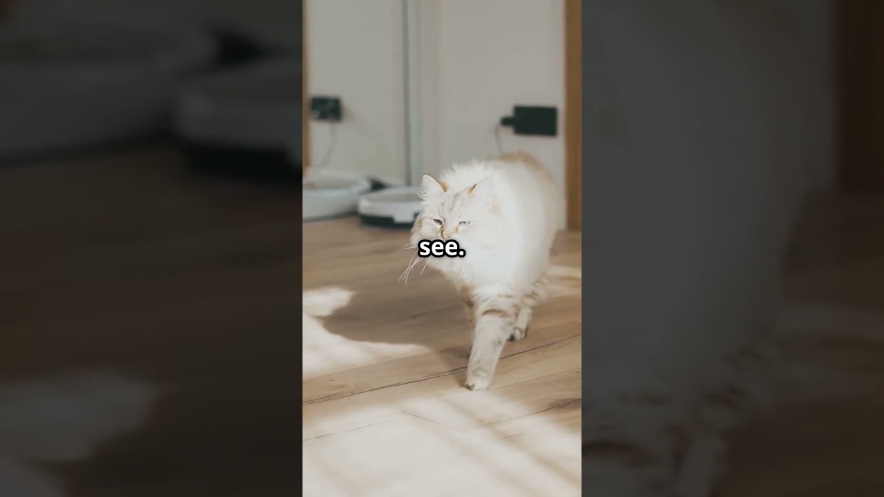 Cat vs  Invisible Enemy Hilarious Showdown