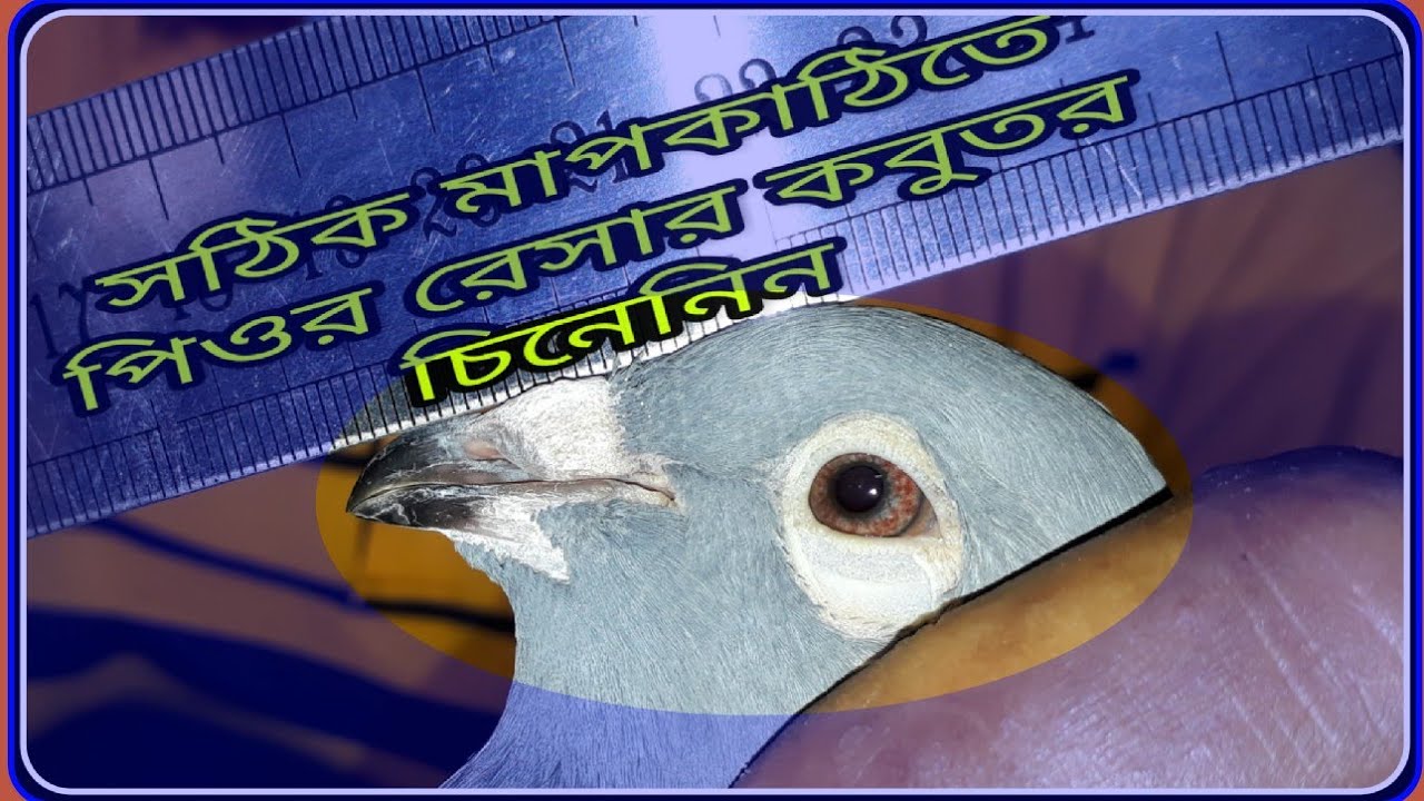 সঠিক মাপকাঠিতে চিনে নিন পিওর রেসার কবুতর, যা আগে কখনো দেখেন নি।