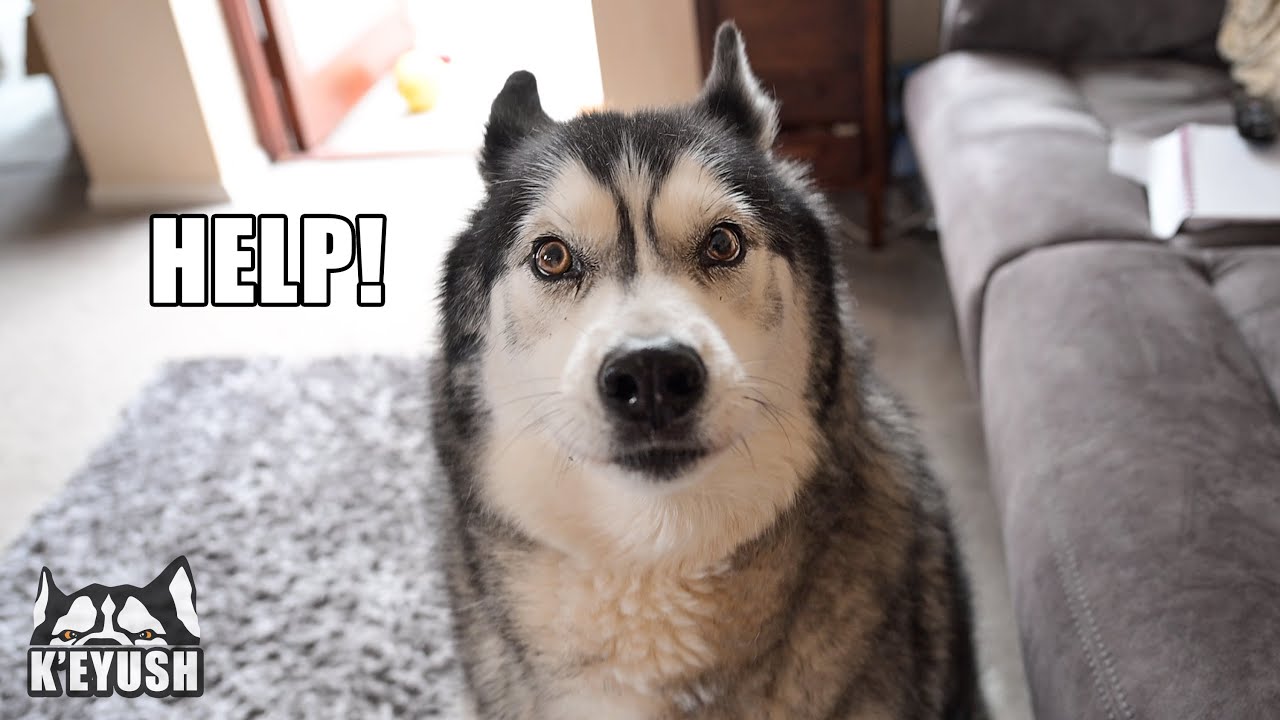 Husky SCARED Of Getting BLOWN AWAY By Storm!