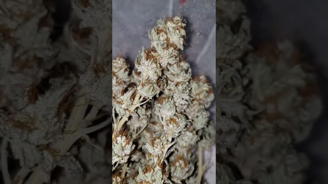 Chemdawg #4 small batch from seed #gelatoseeds #seedbank #grow #cannabis