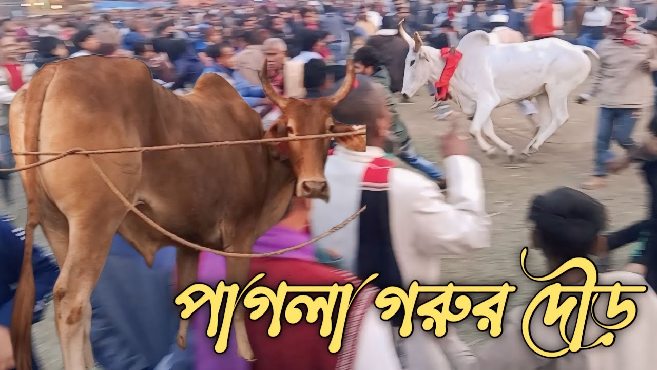 মানিকগঞ্জের ঐতিহ্যবাহী  গরুর দৌড় প্রতিযোগিতা || caw race || মানিকগঞ্জ || manikganj