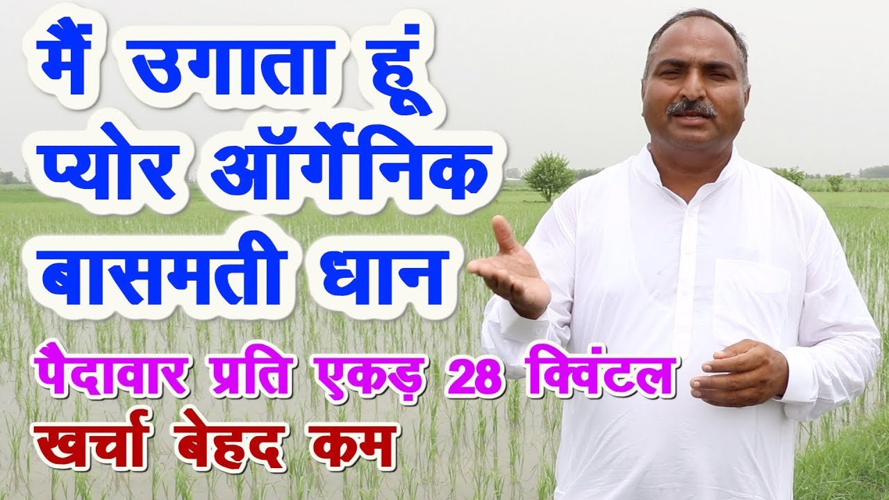 मैं उगाता हूं प्योर आर्गेनिक बासमती धान, No pesticides, Natural paddy farming with high yield,