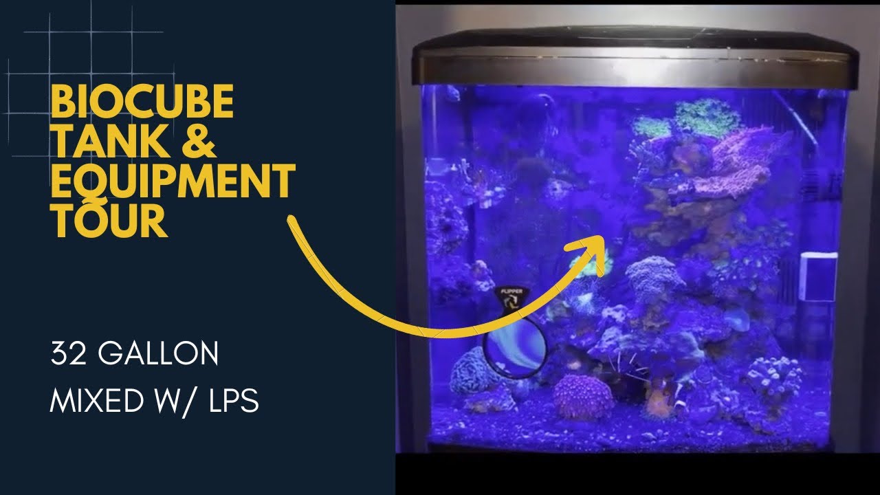 Coralife Biocube 32 Equipment Tour and Modifications   LPS Tank