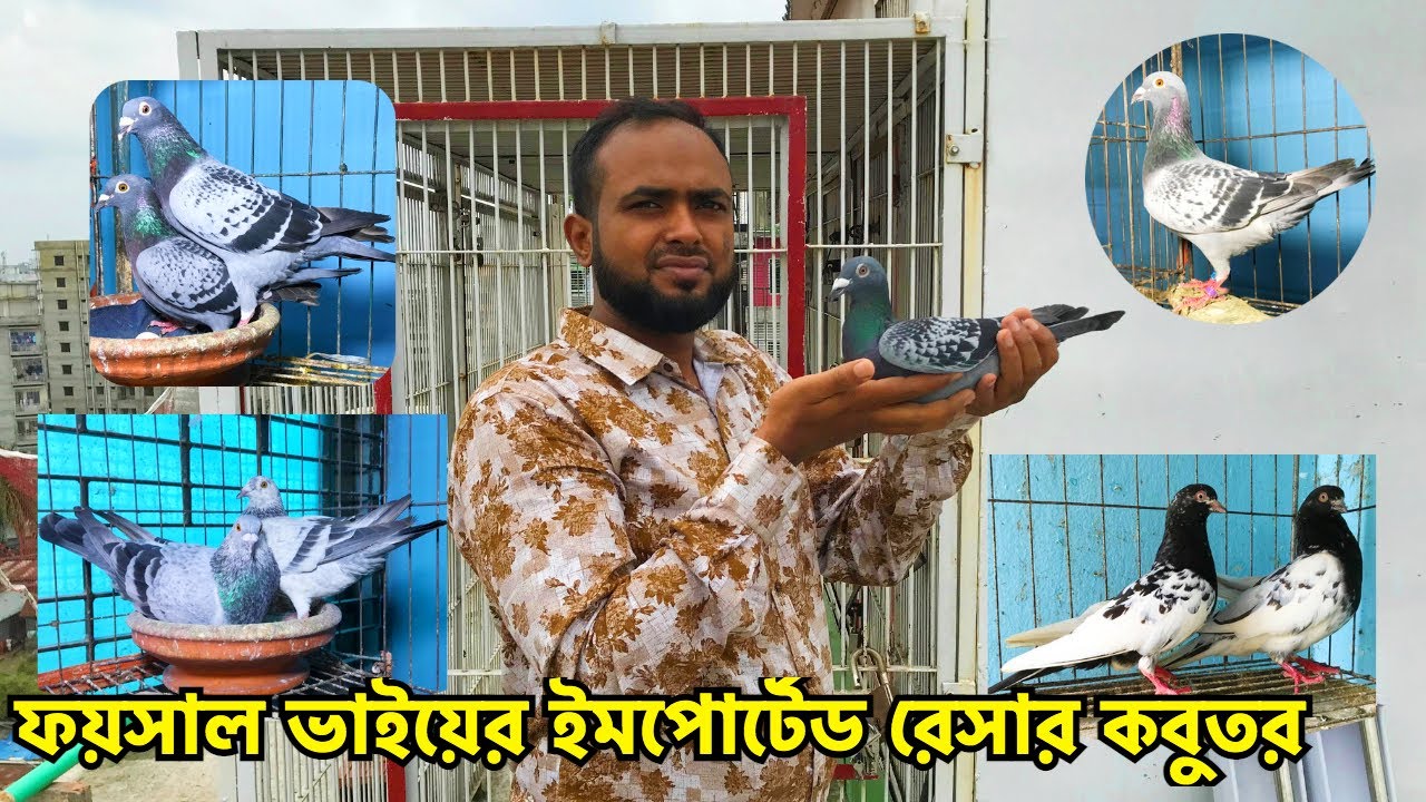 ফয়সাল ভাইয়ের পেডিগ্রি ও রেজাল্ট সহ ইমপোর্টেড রেসার কবুতরের কালেকশন | Racer Pigeon@petsbirdsfaysal#466