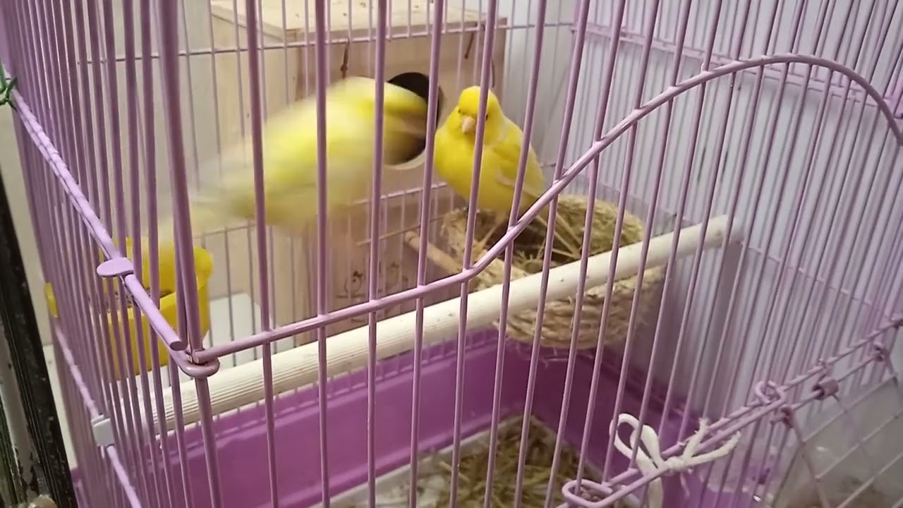 kanaryalar yuva yapmaya başladı bile #kanarya #muhabbetkuşu #sultanpapağanı #parrot #кенар