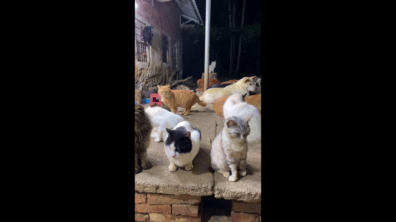 🔴 LIVE：🔥深夜治愈局！养狗日常直播|🔥Live: Daily Life with My Dog - Cute Moments Non-Stop