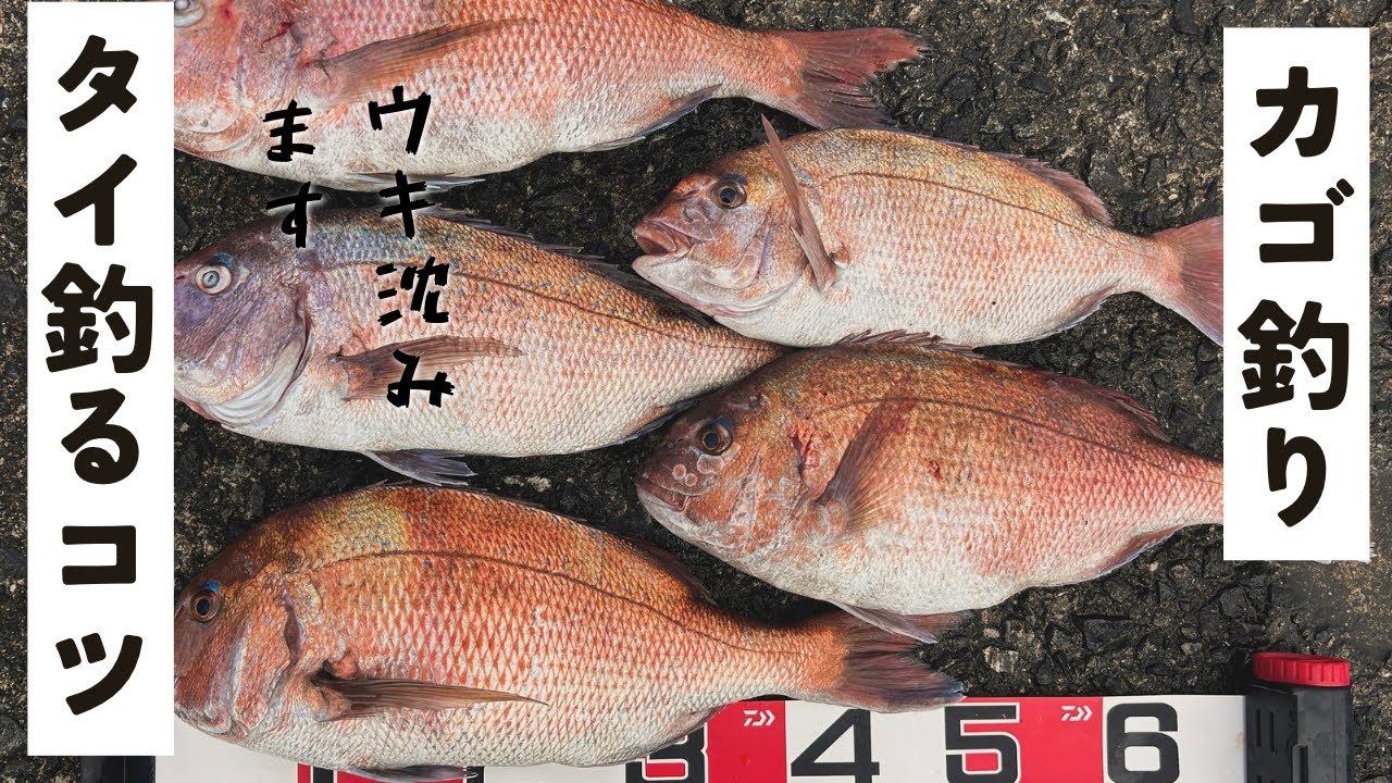 【遠投カゴ釣り】タイを釣るコツはある！？　ウキを沈めるためには？？