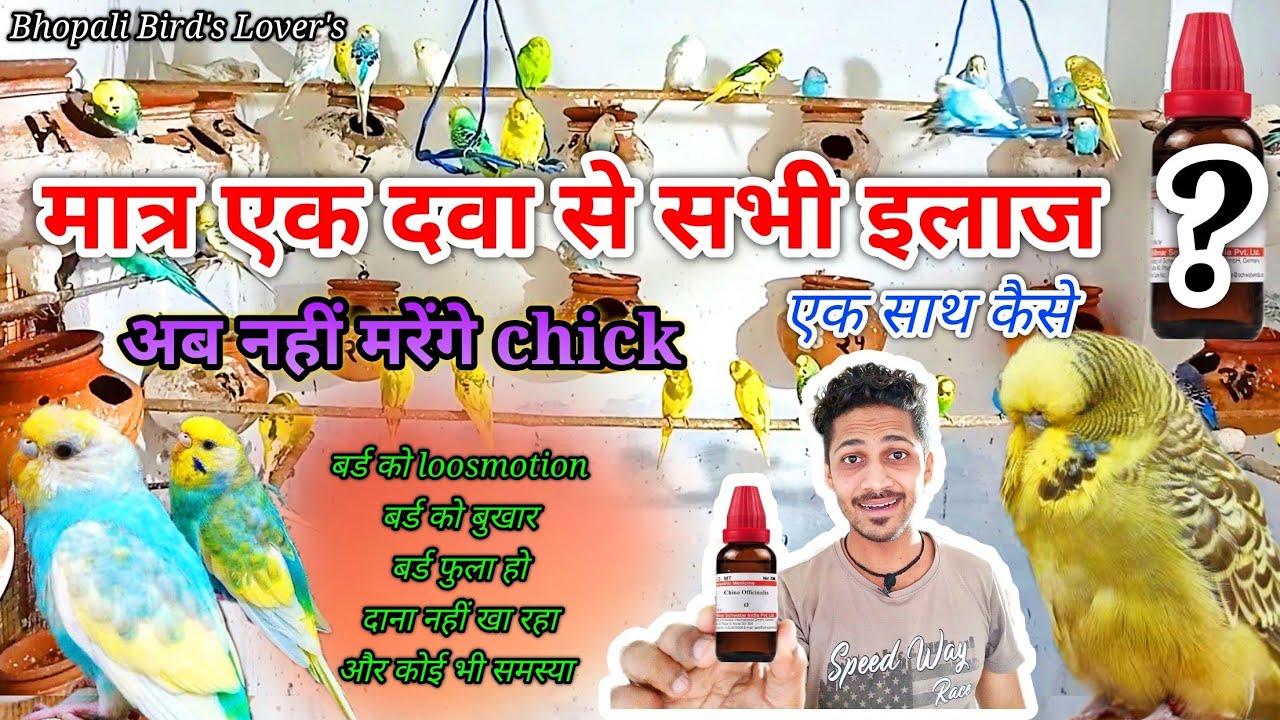 ab beemar nahi honge budgie's // सब बीमारी की एक दवा #bhopalibirdslovers