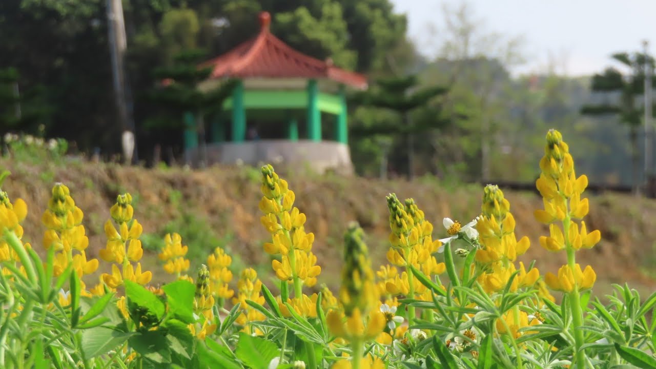 20260307龍潭大北坑