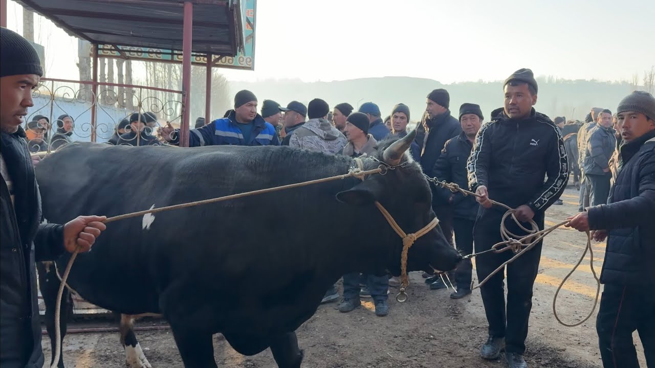 Tergachi mol bozori semiz boqma va yosh buqalar narhlari 13.03.2026yil