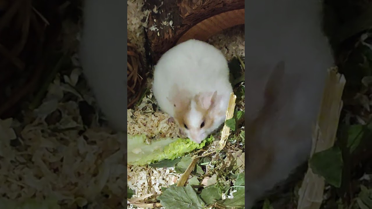 Ich bin schon richtig mutig ☺️ Ich hab den Salat 🥗 nicht mehr im ganzen verschleppt 😃
