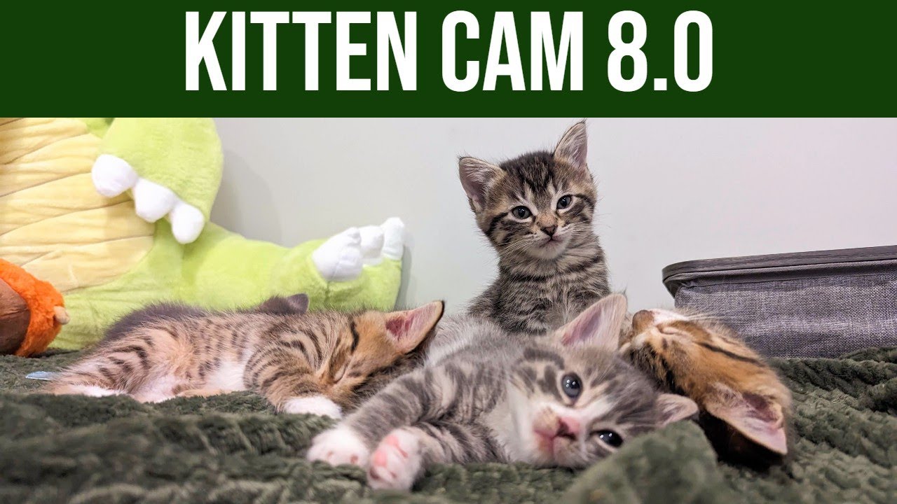 Kitten Cam 8.0 - Night 61 - Periwinkle and her 7 #tabby #kittens