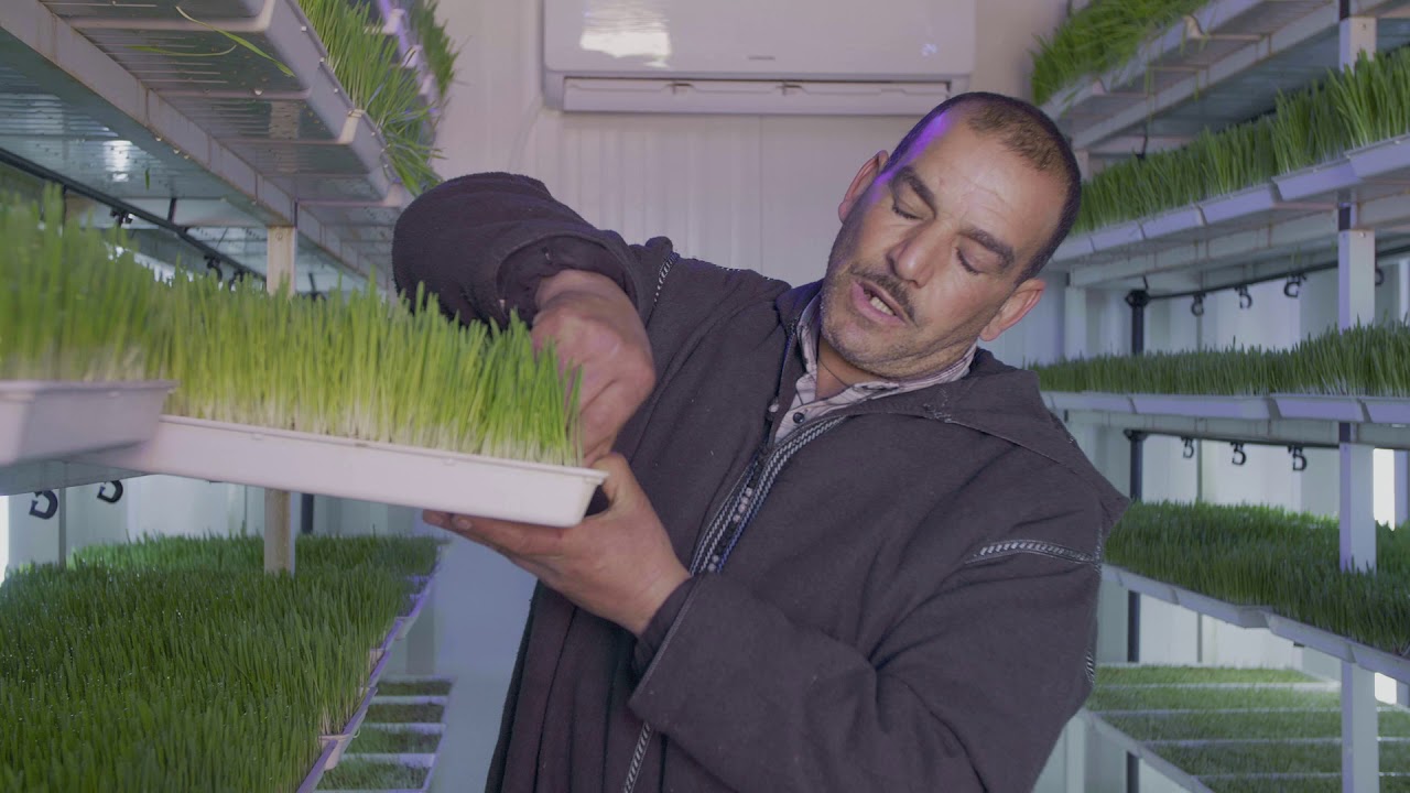 L’hydroponie… l’innovation au service de l’agriculture