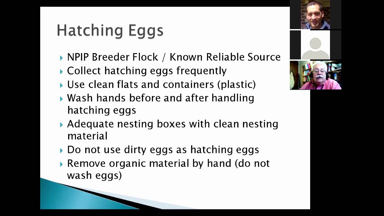 Small poultry hatchery management