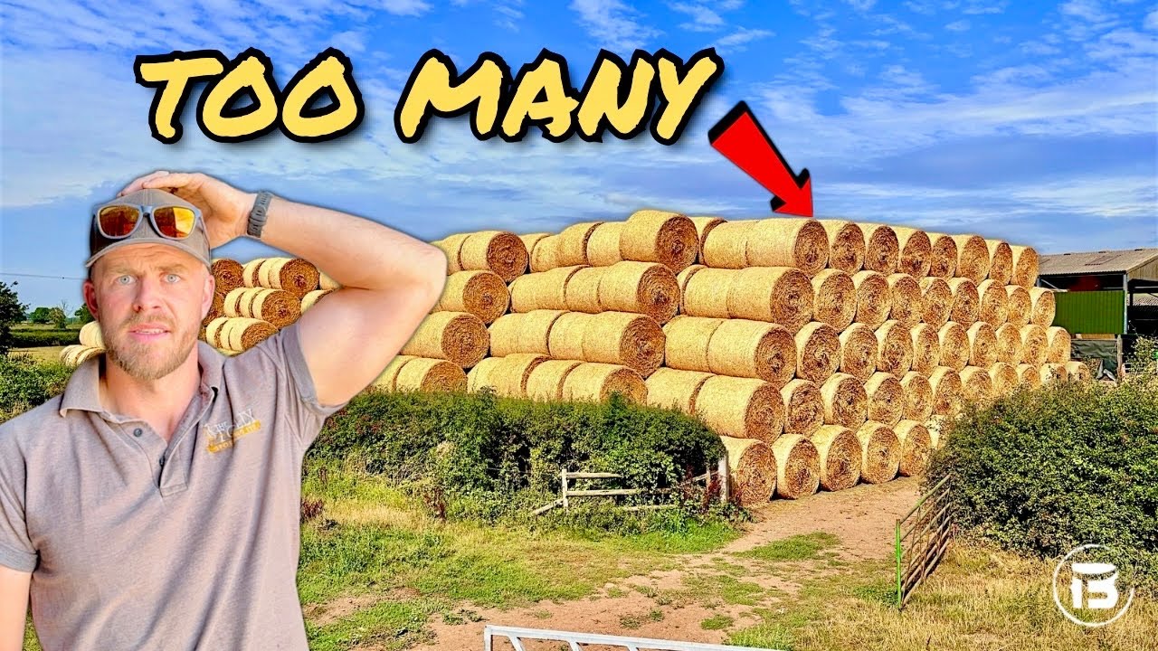 Big Straw Stacks, A Bull Move and Balloon #50! 