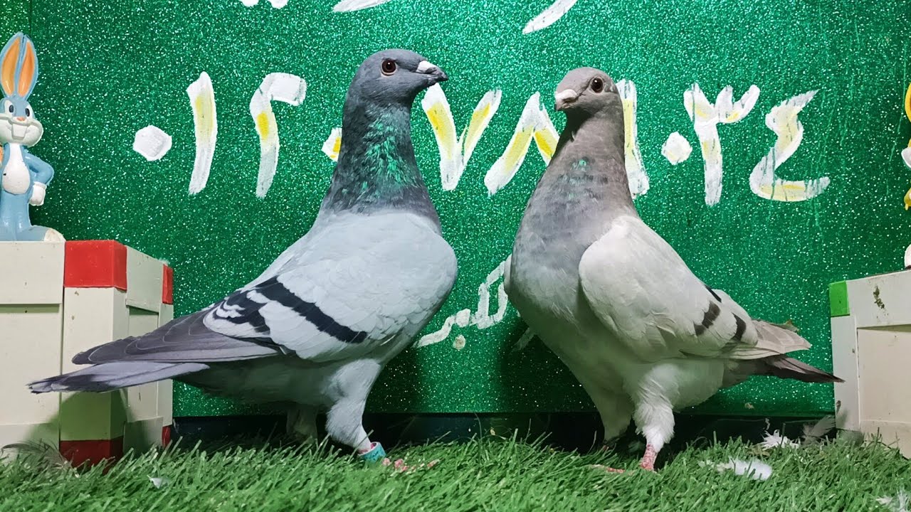 للبيع مجموعه حمام كينج ابن استيراد ودلبر أهالى وارد الخارج وچاينت دلبر عند ابو زياد 🔥 01201789034