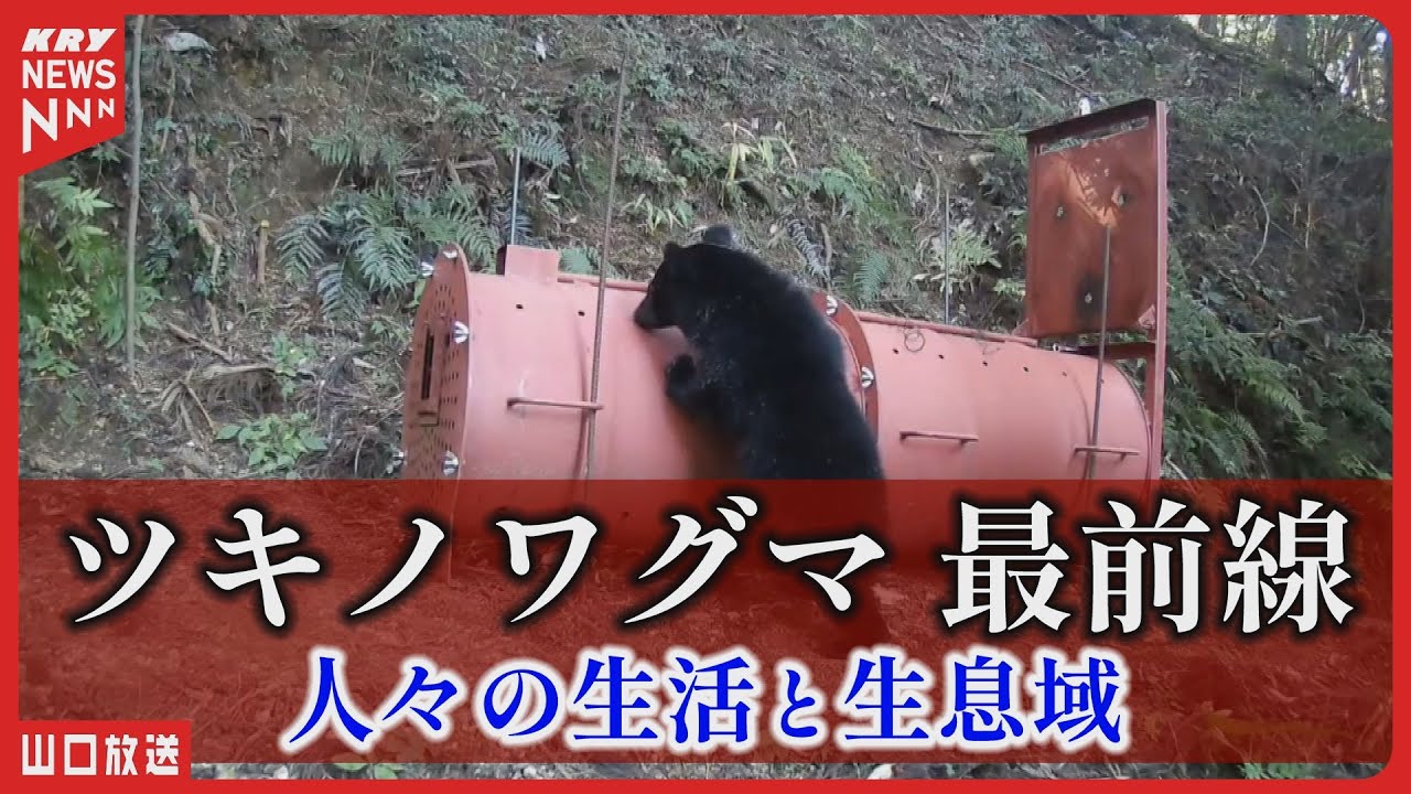 【クマ最前線】出没が過去最多に…山口・美和町の現実とは｜ツキノワグマと人が接近する現場を取材