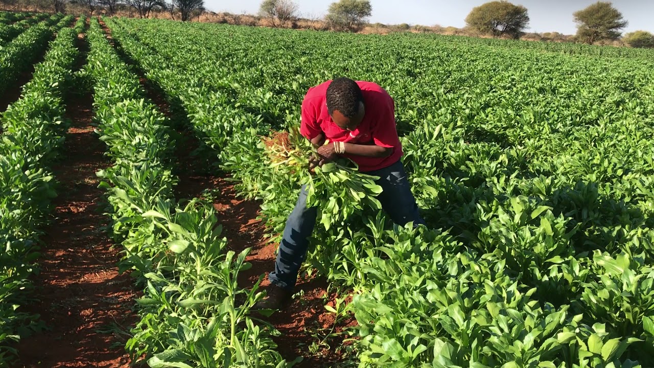 Safflower (Kiama Variety) vegetable harvesting