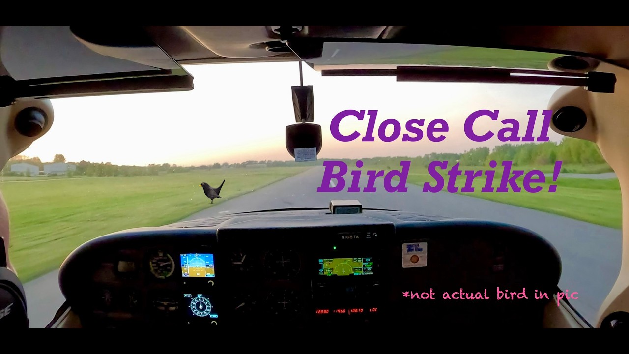 Close Call Bird Strike Landing