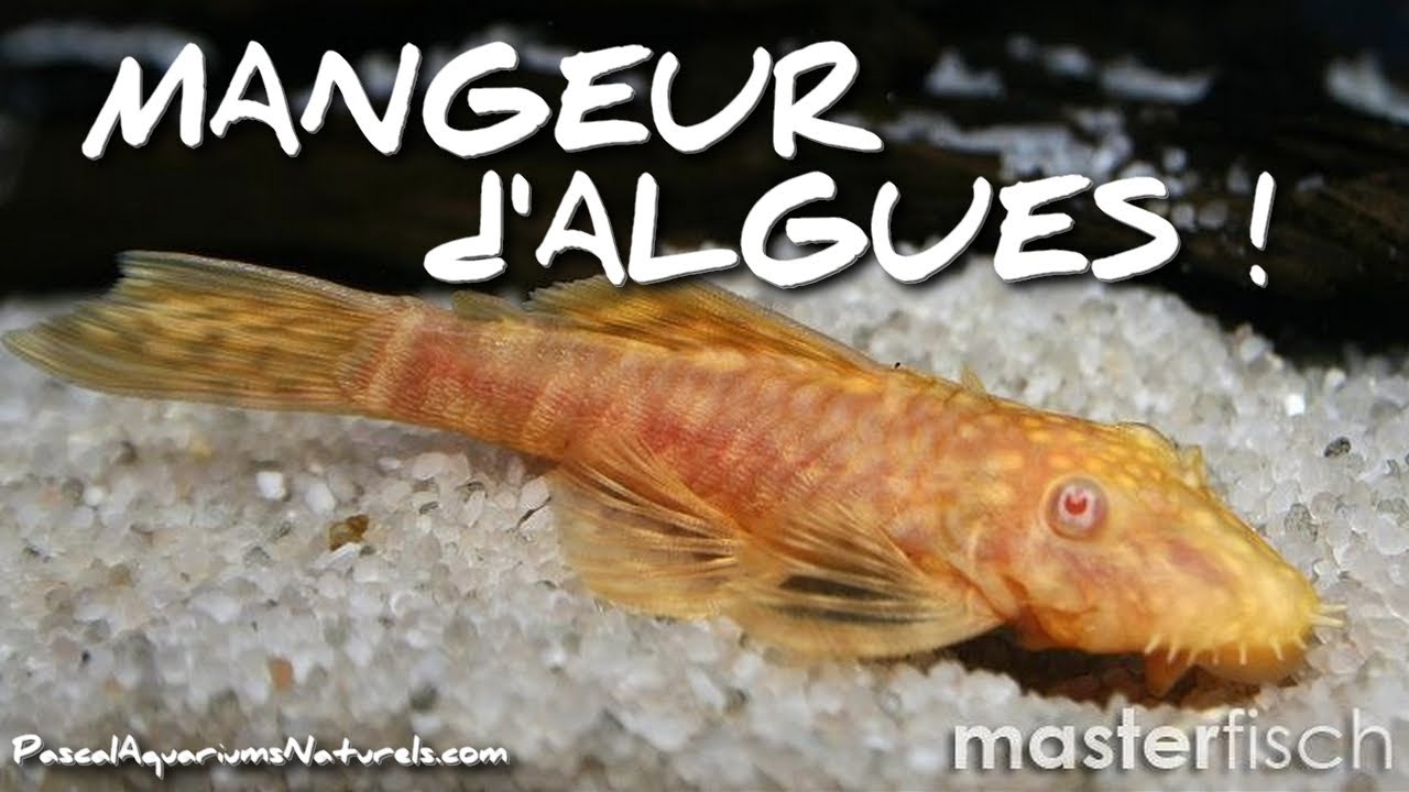 Les ancistrus sont des mangeurs d'algues ! Masterfisch - Pascal Aquariums Naturels