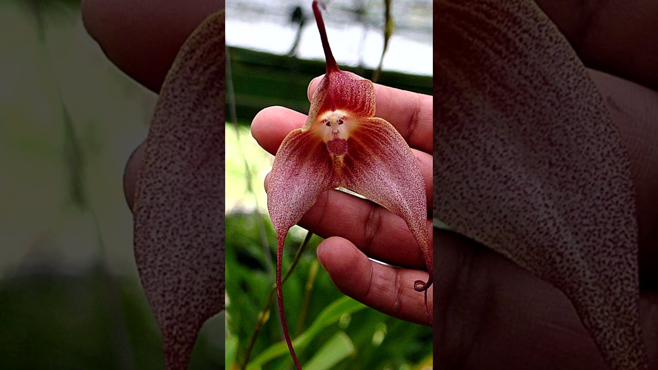 ESTA FLOR TIENE CARA DE MONO