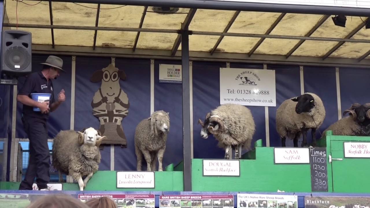 Royal Cheshire County Show 2016 - The Sheep Show