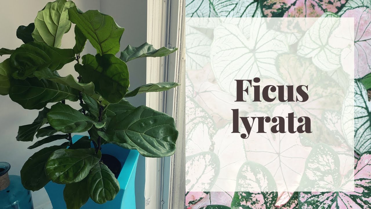 FICUS LYRATA O FIDDLE LEAF FIG 101/Guía completa de cuidados
