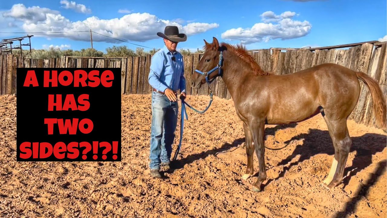 TEACHING A FOAL TO LEAD- FULL VIDEO