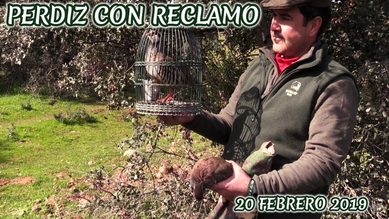 PERDIZ CON RECLAMO junto JUAN CARLOS 2019 Espiel (HUNTING)