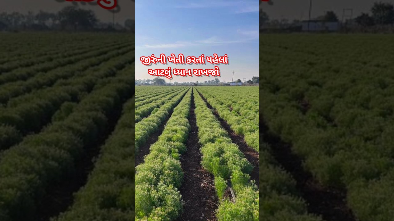 Keep this in mind before cultivating cumin | cumin cultivation | jiru ni kheti