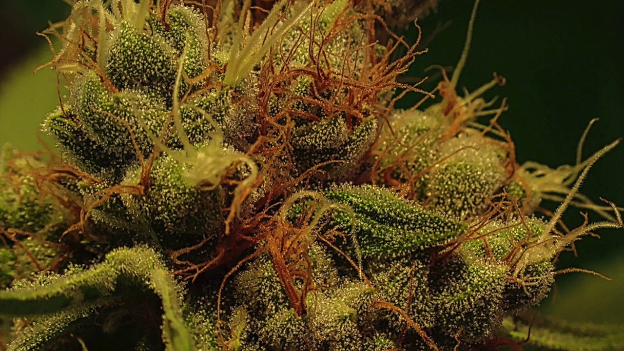 GreenFusionLED (Grower submission) #fullspectrum #led #growlights