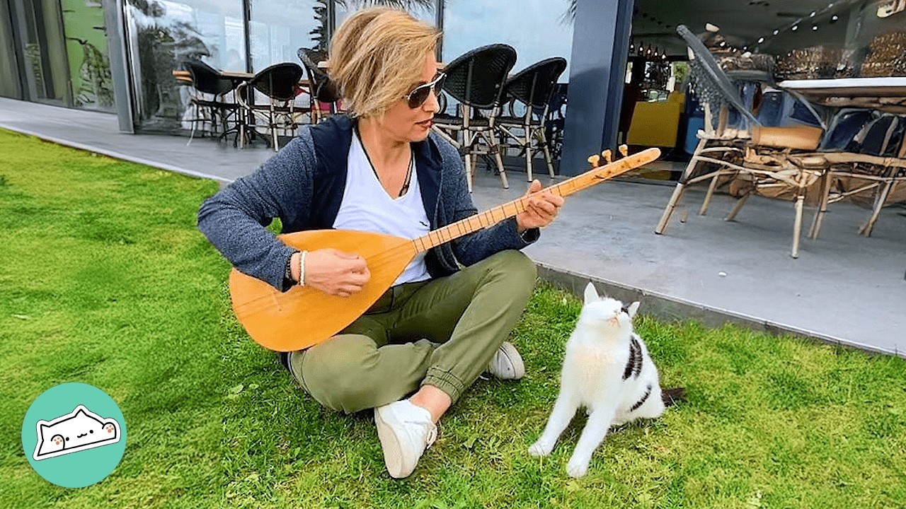 Stubborn Cat Only Likes Listening To One Song | Cuddle Buddies